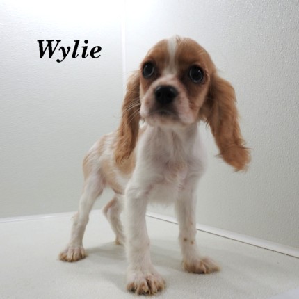 puppy, for, sale, Cockilear, Joe & Cherri  Overlease, dog, breeder, Miller, MO, dog-breeder, puppy-for-sale, forsale, nearby, find, puppyfind, locator, puppylocator, aca